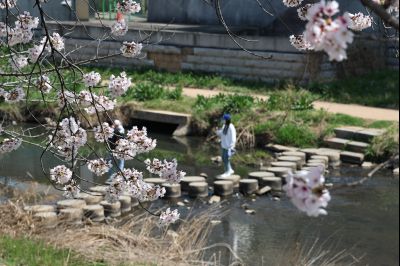발안천 벚꽃길 풍경 C1KS5145_resize.JPG