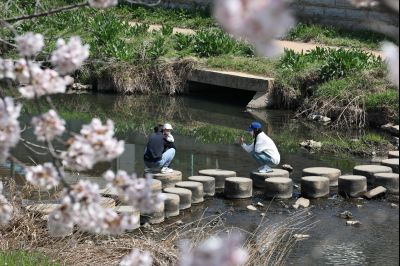발안천 벚꽃길 풍경 C1KS5147_resize.JPG