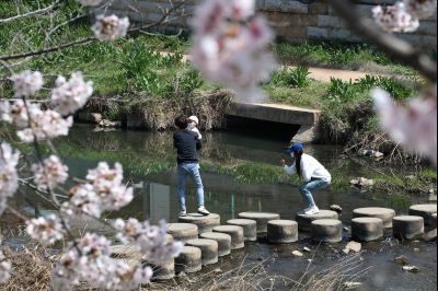 발안천 벚꽃길 풍경 C1KS5148_resize.JPG