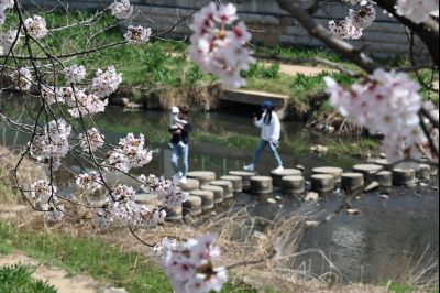 발안천 벚꽃길 풍경 C1KS5151_resize.JPG