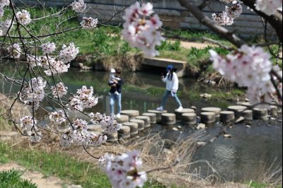 발안천 벚꽃길 풍경 C1KS5152_resize.JPG