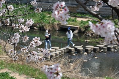 발안천 벚꽃길 풍경 C1KS5155_resize.JPG