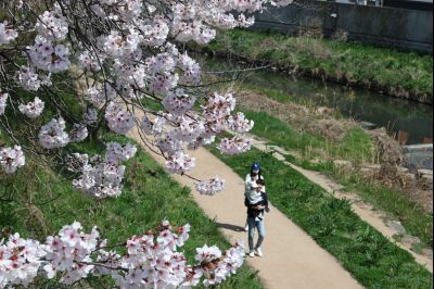 발안천 벚꽃길 풍경 C1KS5157_resize.JPG