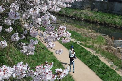 발안천 벚꽃길 풍경 C1KS5158_resize.JPG