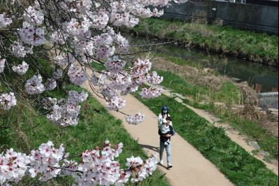 발안천 벚꽃길 풍경 C1KS5159_resize.JPG