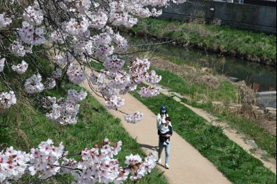 발안천 벚꽃길 풍경 C1KS5160_resize.JPG
