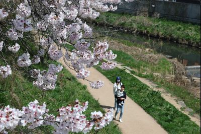 발안천 벚꽃길 풍경 C1KS5162_resize.JPG