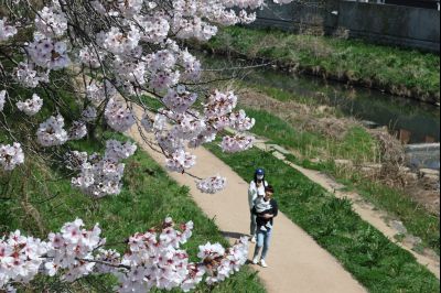 발안천 벚꽃길 풍경 C1KS5163_resize.JPG