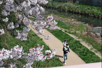 발안천 벚꽃길 풍경 C1KS5164_resize.JPG