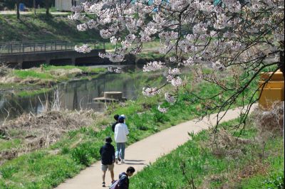 발안천 벚꽃길 풍경 C1KS5170_resize.JPG