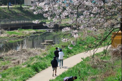 발안천 벚꽃길 풍경 C1KS5171_resize.JPG