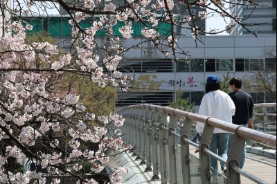 발안천 벚꽃길 풍경 C1KS5172_resize.JPG
