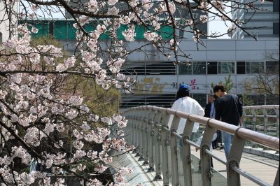 발안천 벚꽃길 풍경 C1KS5173_resize.JPG