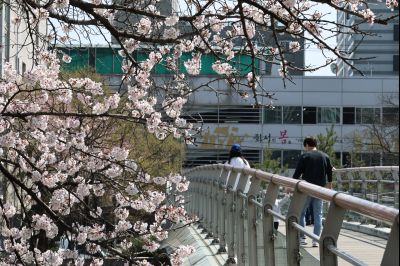 발안천 벚꽃길 풍경 C1KS5175_resize.JPG