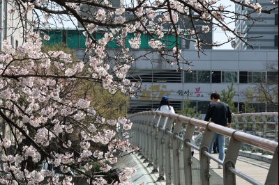 발안천 벚꽃길 풍경 C1KS5176_resize.JPG