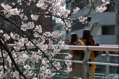 발안천 벚꽃길 풍경 C1KS5177_resize.JPG