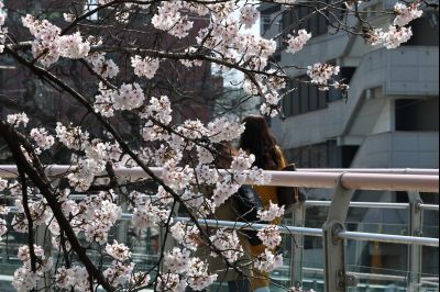 발안천 벚꽃길 풍경 C1KS5178_resize.JPG