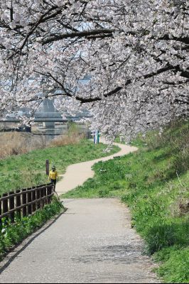 발안천 벚꽃길 풍경 C1KS5185_resize.JPG