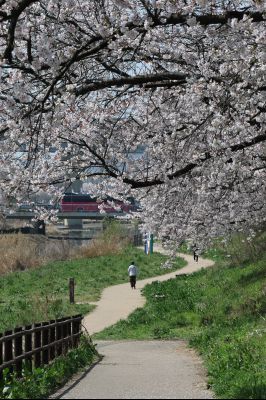 발안천 벚꽃길 풍경 C1KS5186_resize.JPG