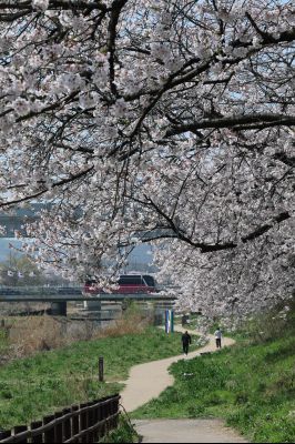 발안천 벚꽃길 풍경 C1KS5187_resize.JPG