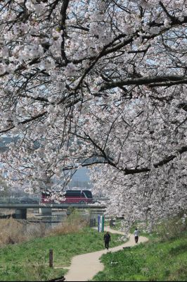 발안천 벚꽃길 풍경 C1KS5188_resize.JPG