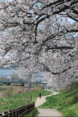발안천 벚꽃길 풍경 C1KS5189_resize.JPG