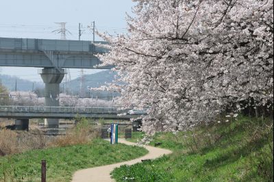 발안천 벚꽃길 풍경 C1KS5191_resize.JPG