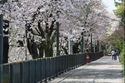 발안천 벚꽃길 풍경 C1KS5199_resize.JPG