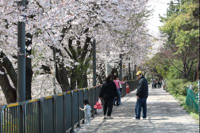 발안천 벚꽃길 풍경 C1KS5204_resize.JPG