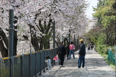 발안천 벚꽃길 풍경 C1KS5205_resize.JPG