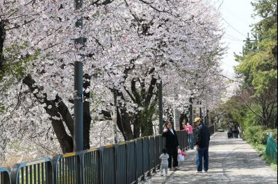 발안천 벚꽃길 풍경 C1KS5207_resize.JPG
