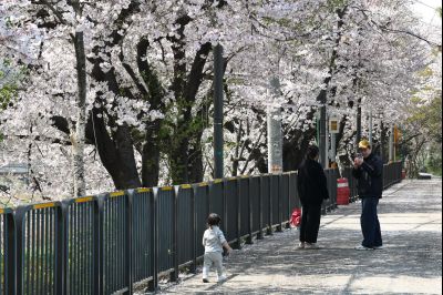 발안천 벚꽃길 풍경 C1KS5209_resize.JPG