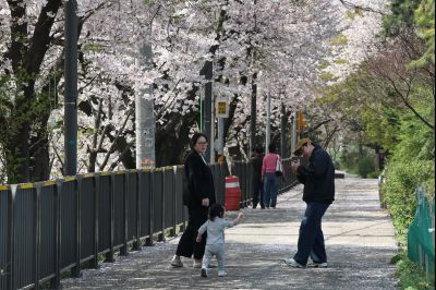 발안천 벚꽃길 풍경 C1KS5210_resize.JPG