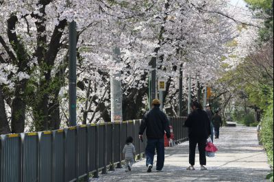 발안천 벚꽃길 풍경 C1KS5211_resize.JPG