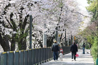 발안천 벚꽃길 풍경 C1KS5213_resize.JPG