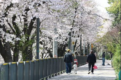 발안천 벚꽃길 풍경 C1KS5214_resize.JPG