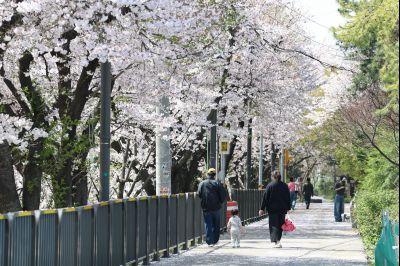 발안천 벚꽃길 풍경 C1KS5216_resize.JPG