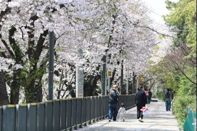 발안천 벚꽃길 풍경 C1KS5217_resize.JPG