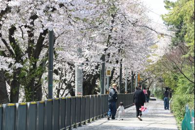 발안천 벚꽃길 풍경 C1KS5218_resize.JPG