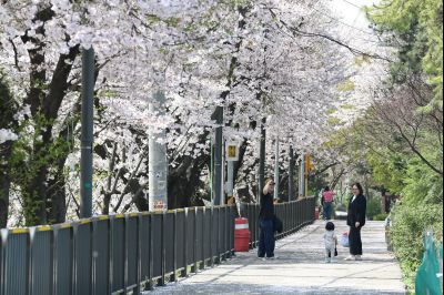 발안천 벚꽃길 풍경 C1KS5219_resize.JPG