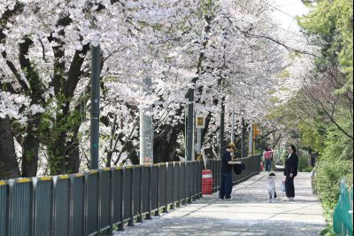 발안천 벚꽃길 풍경 C1KS5220_resize.JPG