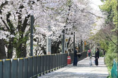 발안천 벚꽃길 풍경 C1KS5221_resize.JPG