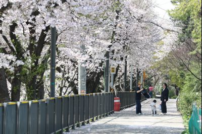 발안천 벚꽃길 풍경 C1KS5223_resize.JPG