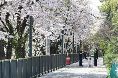 발안천 벚꽃길 풍경 C1KS5224_resize.JPG