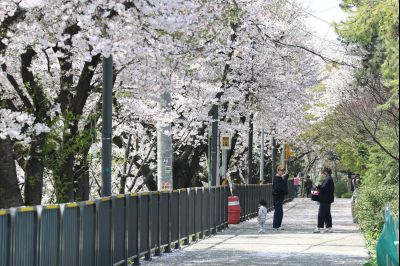 발안천 벚꽃길 풍경 C1KS5225_resize.JPG