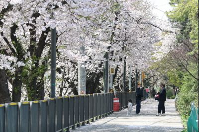 발안천 벚꽃길 풍경 C1KS5226_resize.JPG