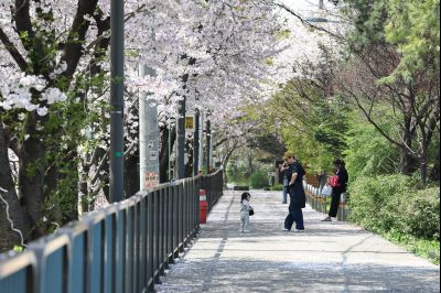 발안천 벚꽃길 풍경 C1KS5228_resize.JPG