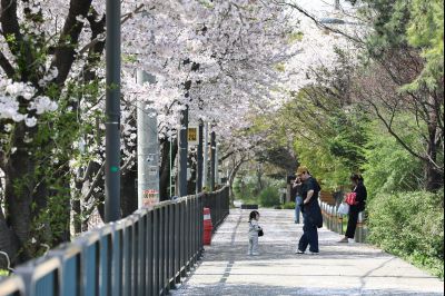 발안천 벚꽃길 풍경 C1KS5229_resize.JPG