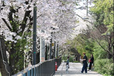 발안천 벚꽃길 풍경 C1KS5231_resize.JPG