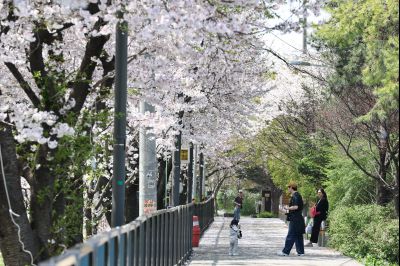 발안천 벚꽃길 풍경 C1KS5232_resize.JPG